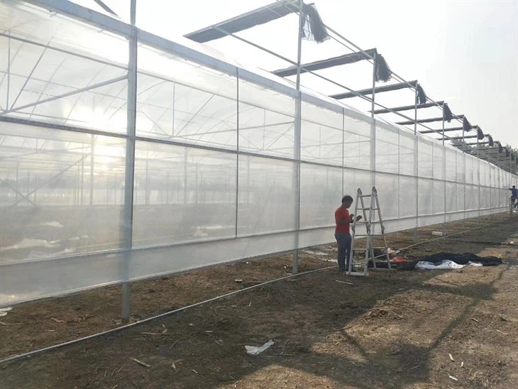 Film Greenhouse5